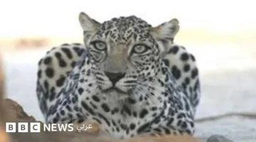 نصف مليون عام.. حقائق مثيرة حول النمر العربي المهدد بالانقراض في الجزيرة العربية